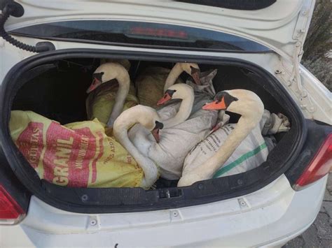 Edirne'de bir otomobilin bagajında yakalanan yabani kuğular Gala Gölü'ne salındı